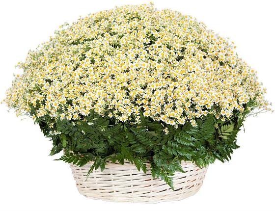 Цветочная композиция из Ромашки в корзине в Чигири